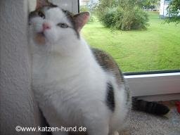 katzen-hund