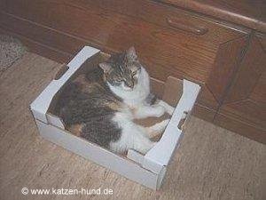 katzen-hund