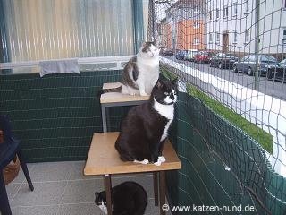 katzen-hund