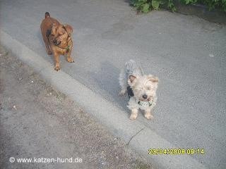 katzen-hund