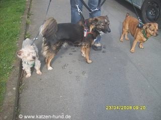 katzen-hund