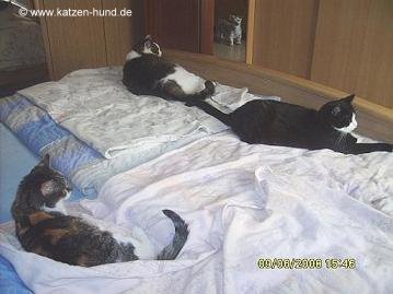 katzen-hund