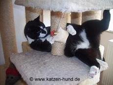 katzen-hund